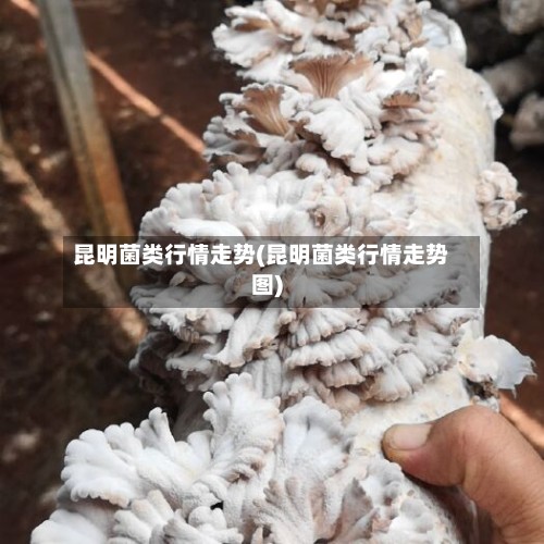 昆明菌类行情走势(昆明菌类行情走势图)-第3张图片