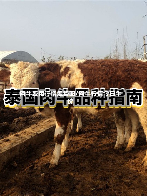 肉牛费用行情走势图/肉牛行情今日牛价-第3张图片