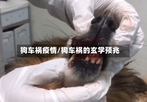 狗车祸疫情/狗车祸的玄学预兆