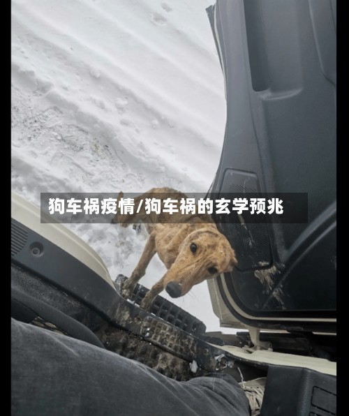 狗车祸疫情/狗车祸的玄学预兆-第2张图片